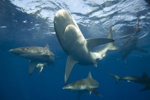 shark-infested-798650